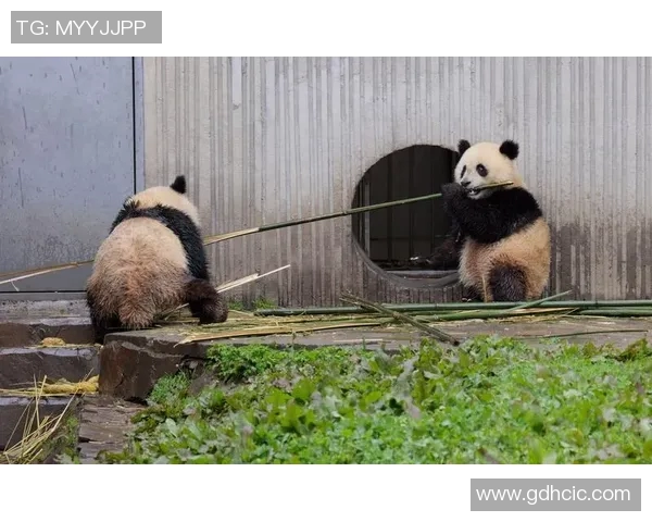 430比赛熊猫-熊猫竞速,430比赛的魅力时刻-430比赛熊猫 430比赛熊猫-熊猫竞速,430比赛的魅力时刻-430比赛熊猫